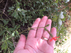 Silene laciniata laciniata