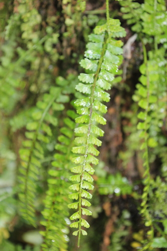 Image of Asplenium sandersonii by no rights reserved