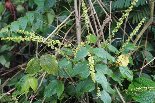 Gouania longispicata (Gouania longispicata)