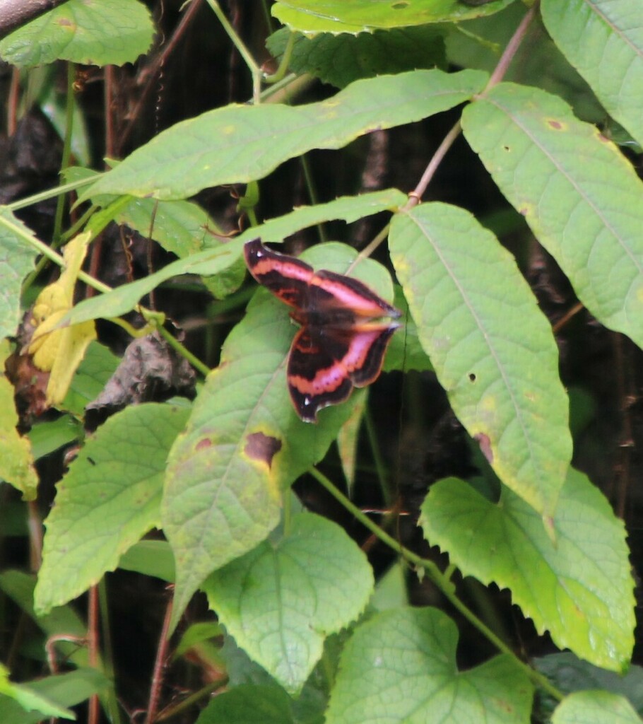 Precis sinuata
