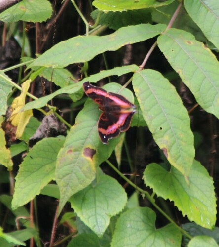 Precis sinuata