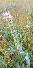 Lupinus concinnus
