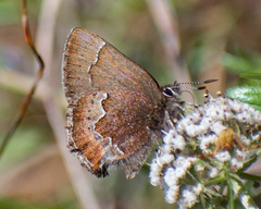 Callophrys mossii