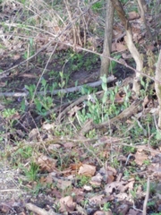 Mertensia virginica