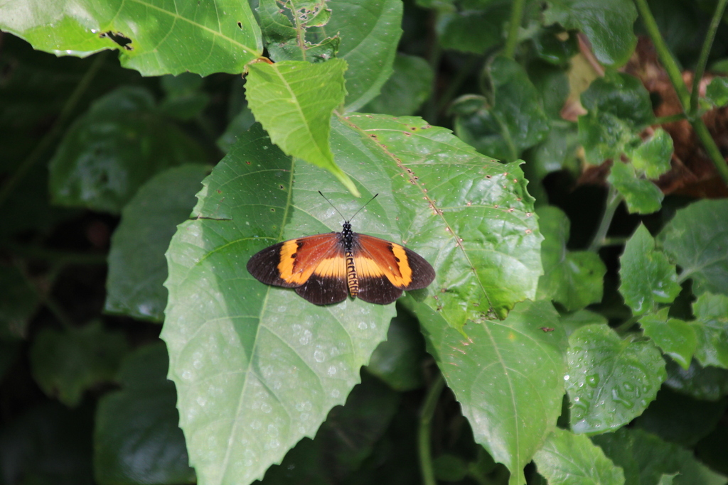Acraea quadricolor