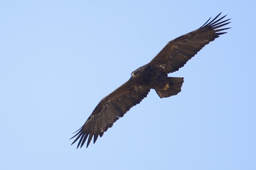Steppe Eagle