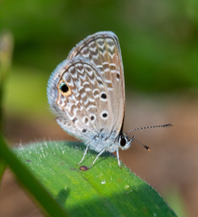 Hemiargus