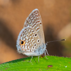 Hemiargus