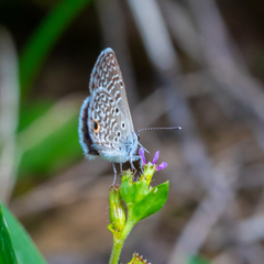 Hemiargus