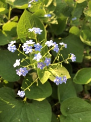 Brunnera macrophylla