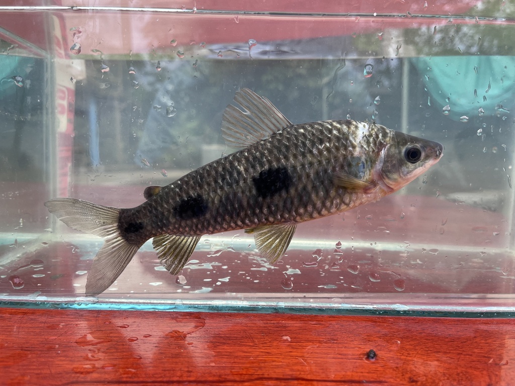 Ecuadorian leporinus (Leporinus ecuadorensis) — Anostomidae