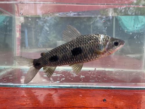 Ecuadorian leporinus (Leporinus ecuadorensis) — Anostomidae