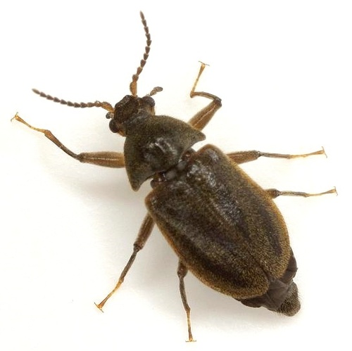 Psephenus texanus Brown & Arrington, 1967