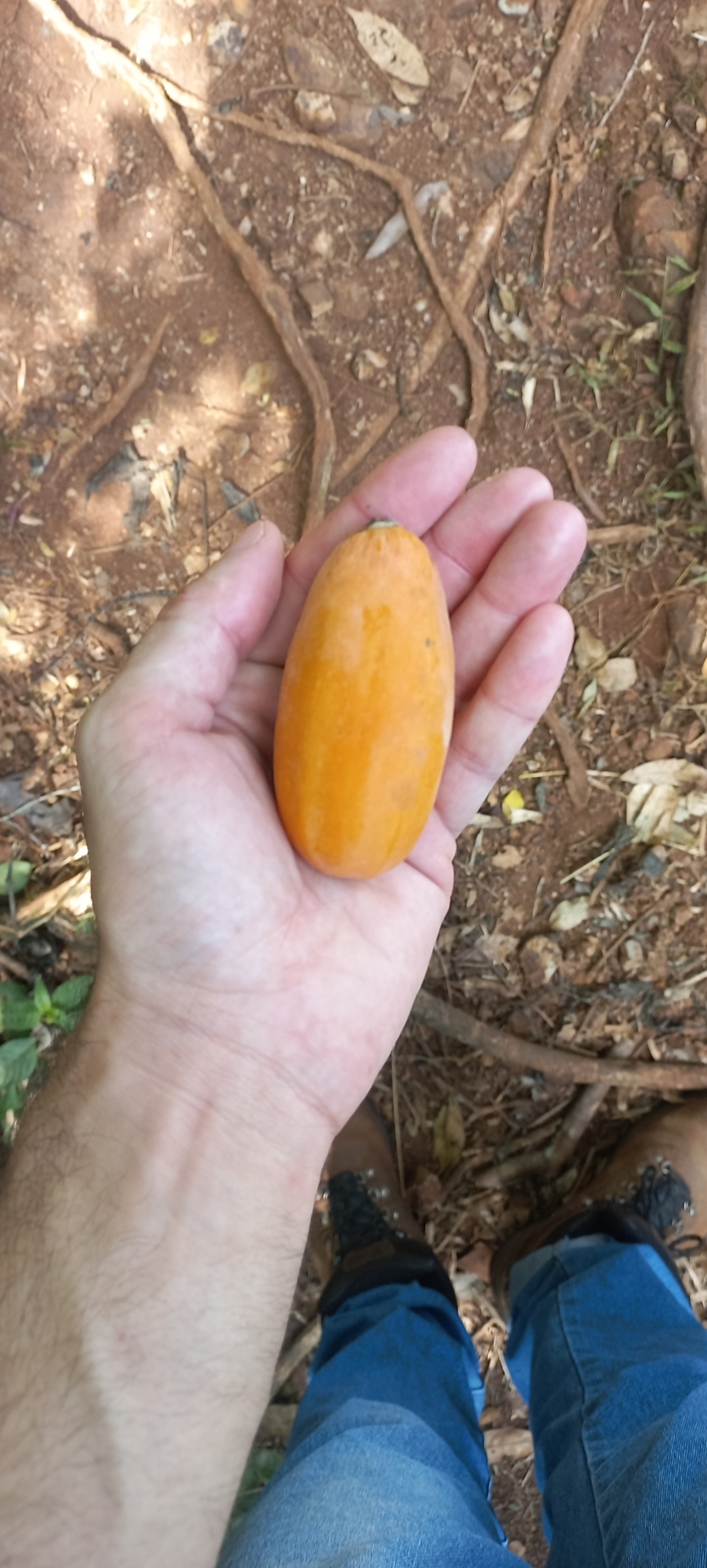 Imagem de Mamãozinho-do-mato