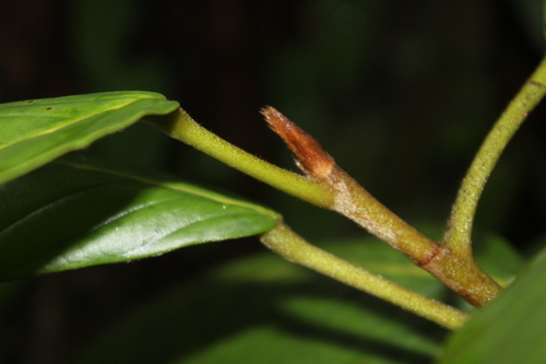 Dipterocarpus hispidus observed 2024-02-05