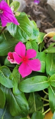 Catharanthus roseus image
