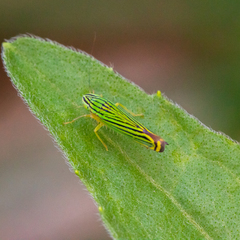 Sibovia