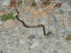 Galvarinus chilensis