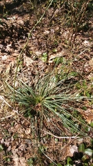 Xerophyllum asphodeloides