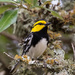 Golden-cheeked Warbler - Photo (c) Greg Lasley, some rights reserved (CC BY-NC), uploaded by Greg Lasley