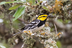 Setophaga chrysoparia