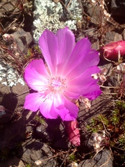 Lewisia