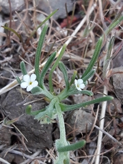 Cryptantha filaginea