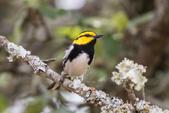 Setophaga chrysoparia