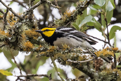 Setophaga chrysoparia