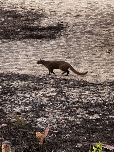 Jaguarundi (Herpailurus yagouaroundi)