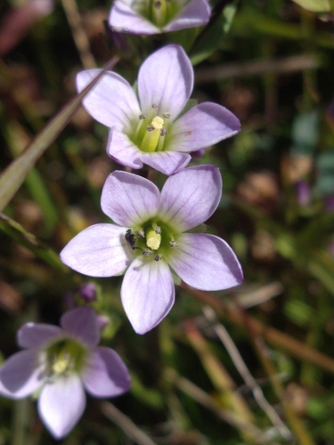Image of Gentianella magellanica by (c) Pablo, some rights reserved (CC BY)