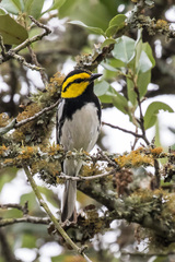 Setophaga chrysoparia