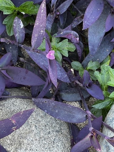 Cohitre morado (Tradescantia pallida)