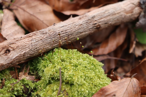 Brachytheciastrum velutinum
