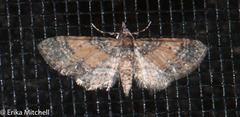 Eupithecia palpata