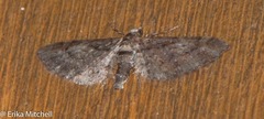 Eupithecia columbiata