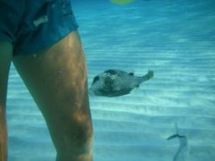 Lactophrys bicaudalis