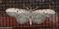 Eupithecia columbiata