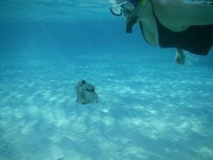 Lactophrys bicaudalis