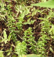 Sedum calcicola
