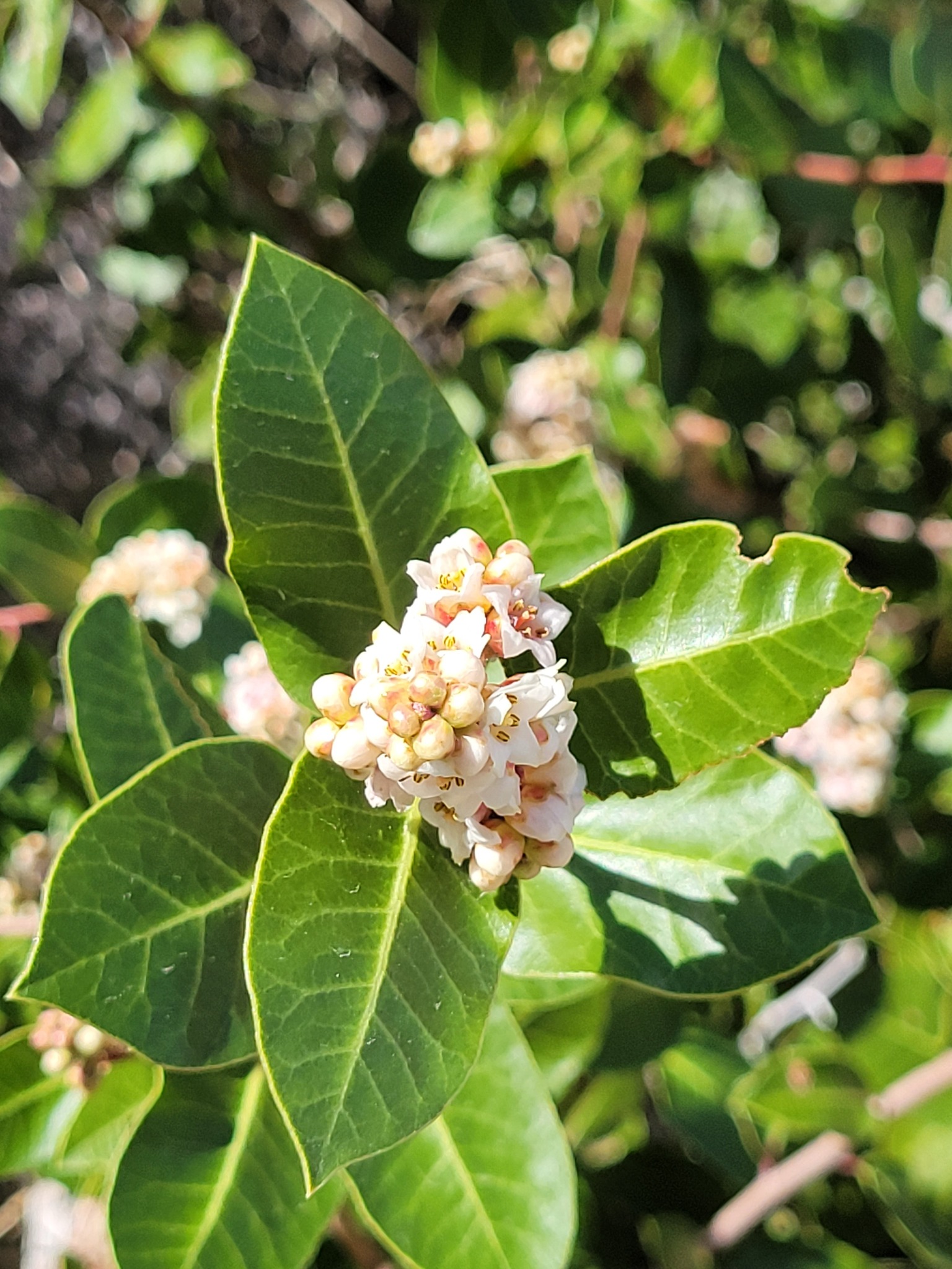 Rhus kearneyi