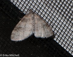 Lobophora nivigerata