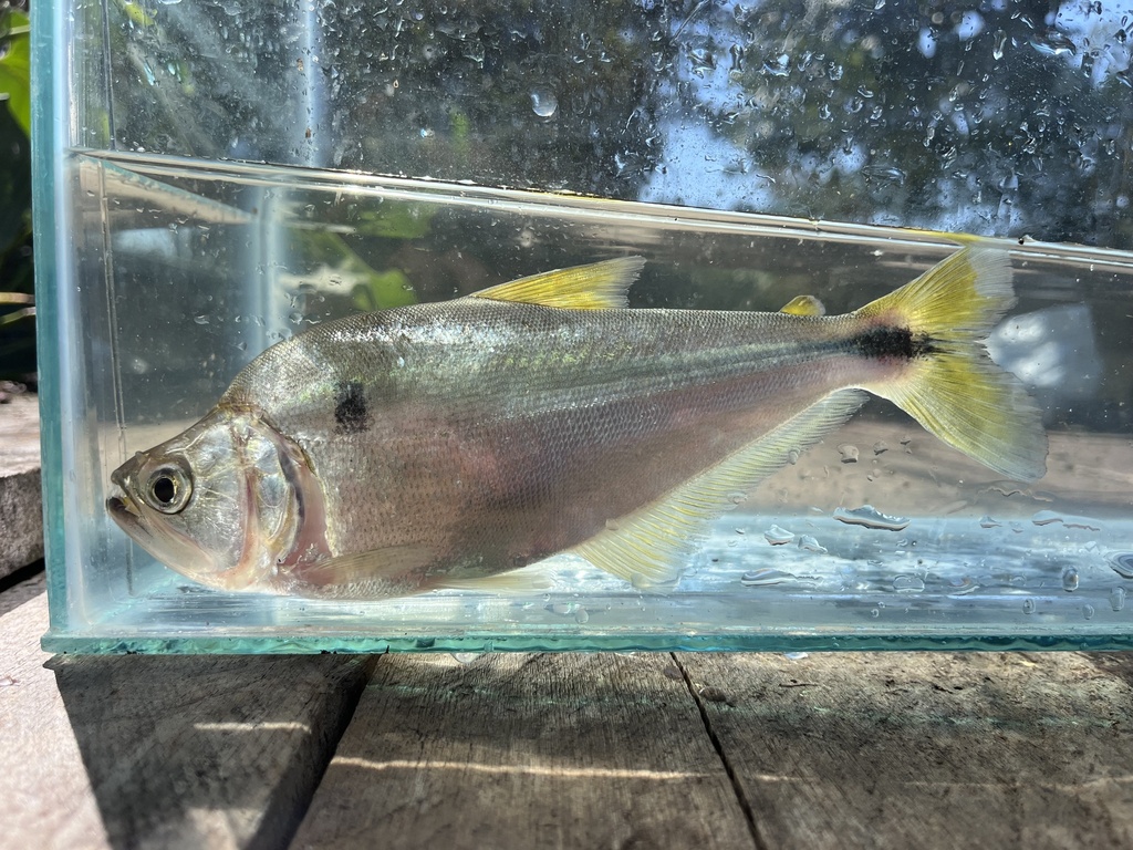 Amazon dogtooth characin (Cynopotamus amazonum) — Characidae