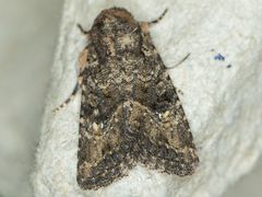 Hexorthodes nipana