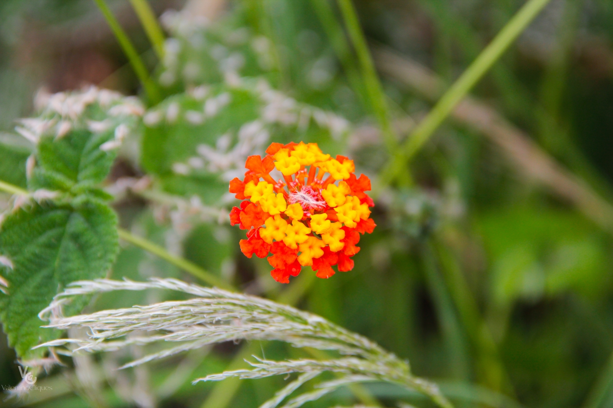 Lantana tiliifolia