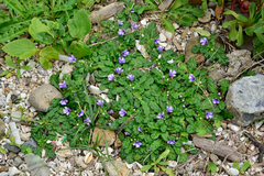 Ajuga pygmaea