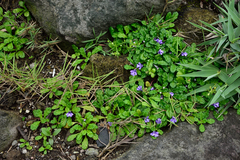 Ajuga pygmaea