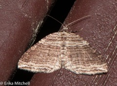 Anticlea multiferata