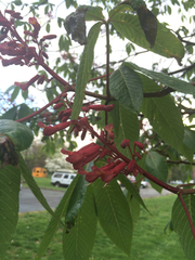 Aesculus × carnea