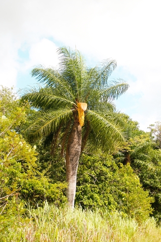 Acrocomia intumescens, photograph 3